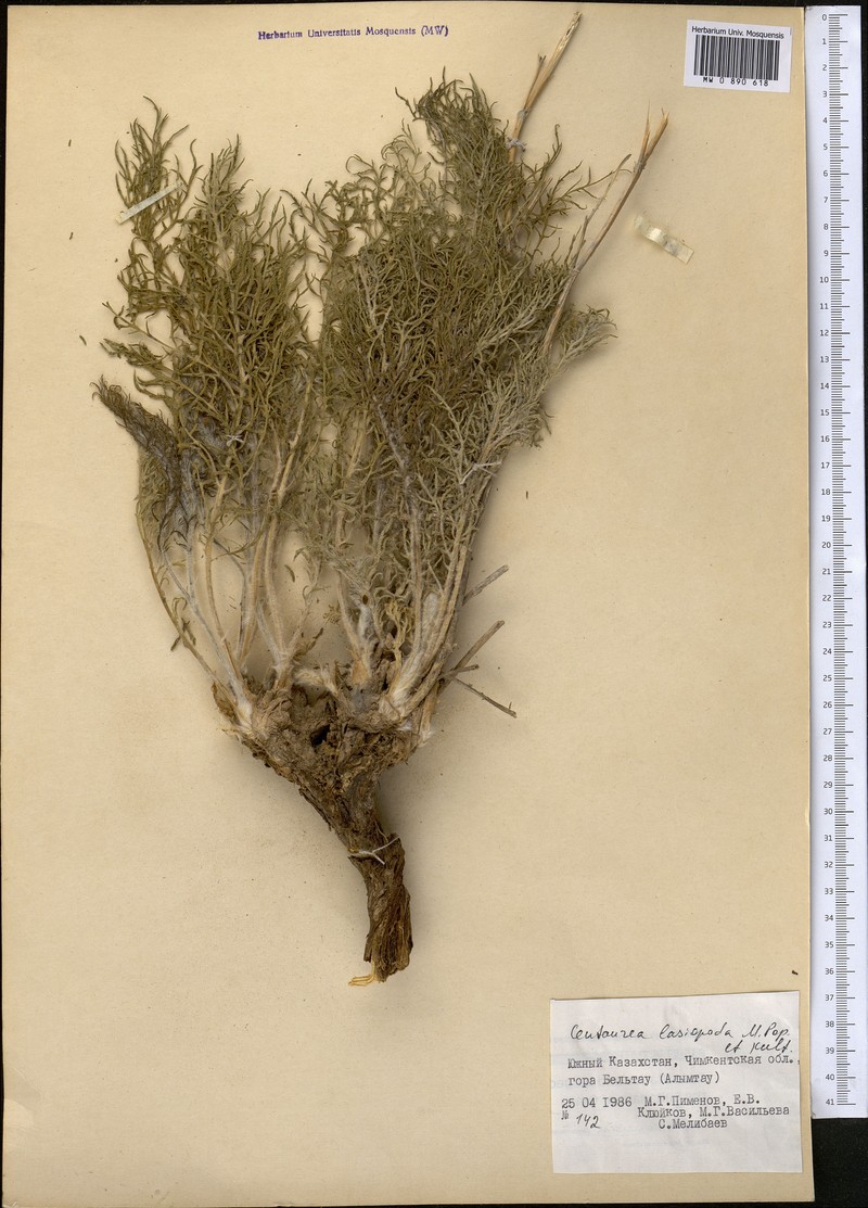 Rhaponticoides lasiopoda