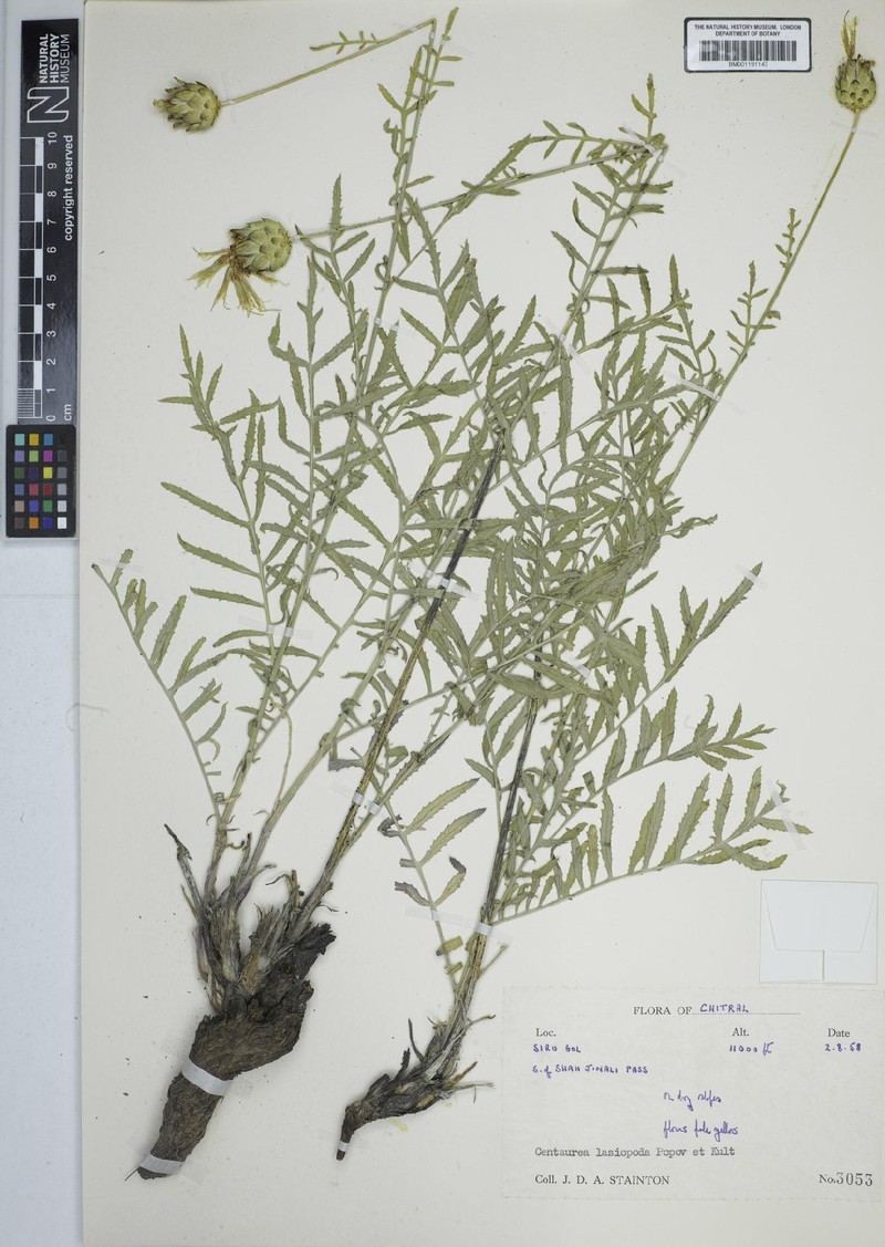 Rhaponticoides lasiopoda photo 2