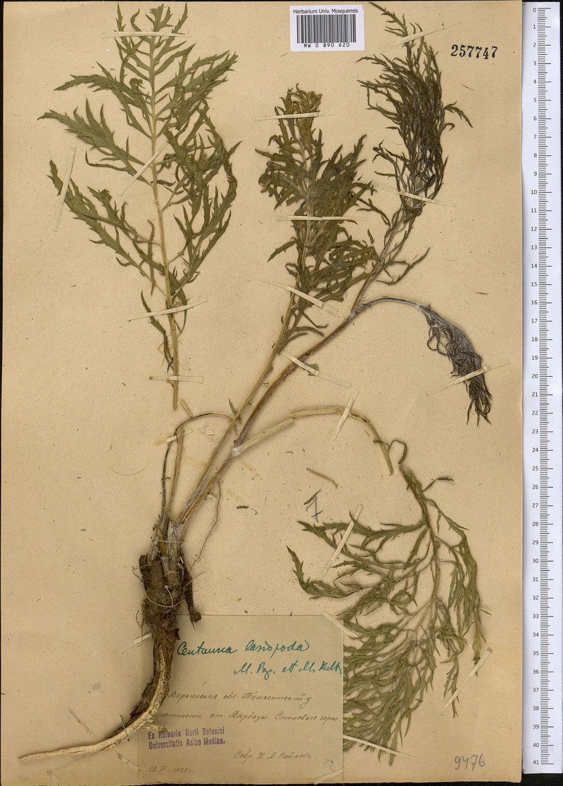 Rhaponticoides lasiopoda photo 3