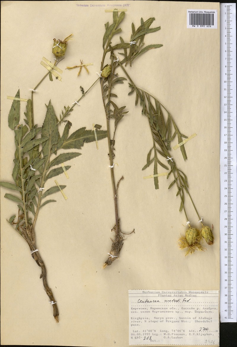 Rhaponticoides modesti