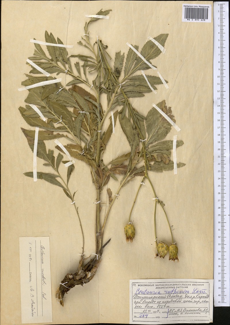 Rhaponticoides modesti photo 2