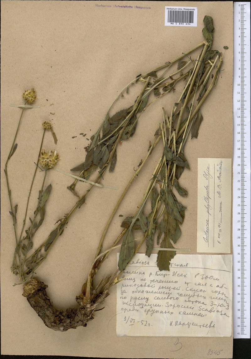 Rhaponticoides phyllopoda