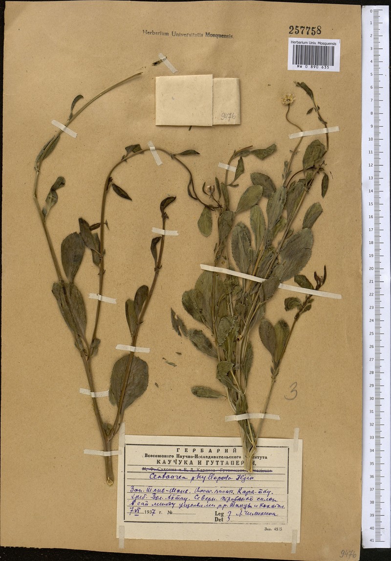Rhaponticoides phyllopoda photo 2