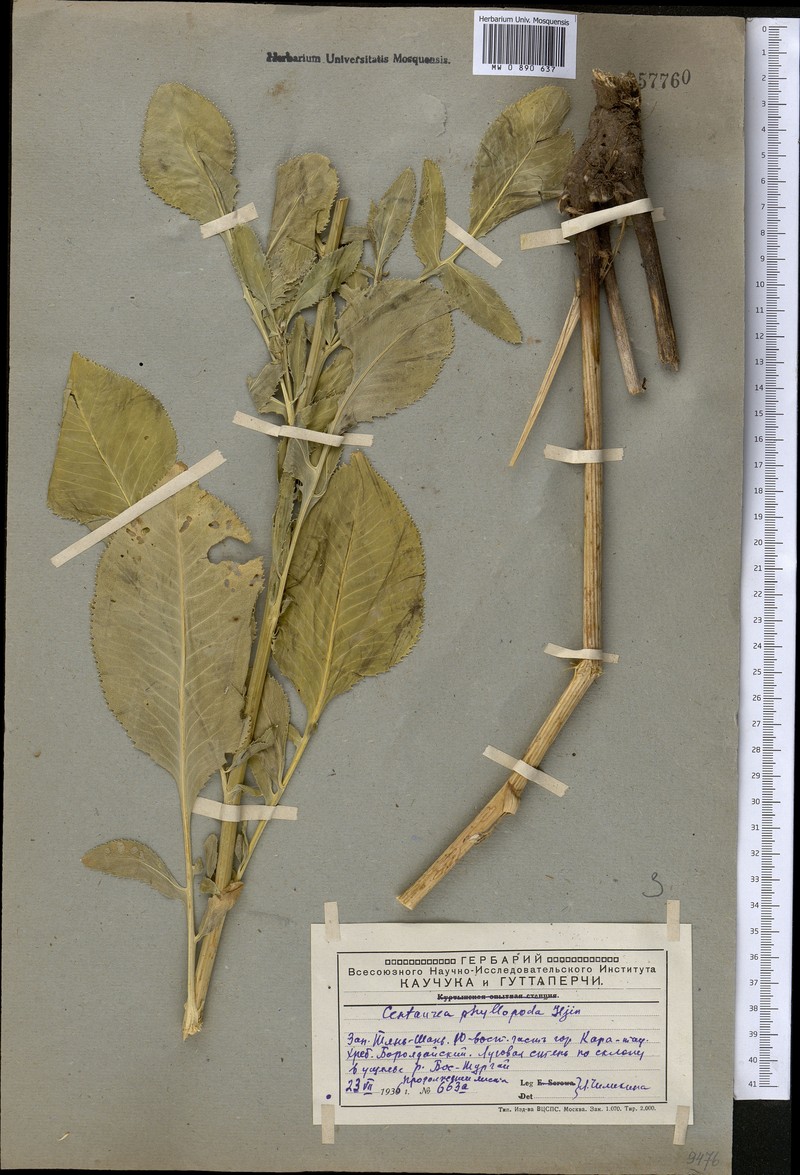 Rhaponticoides phyllopoda photo 3