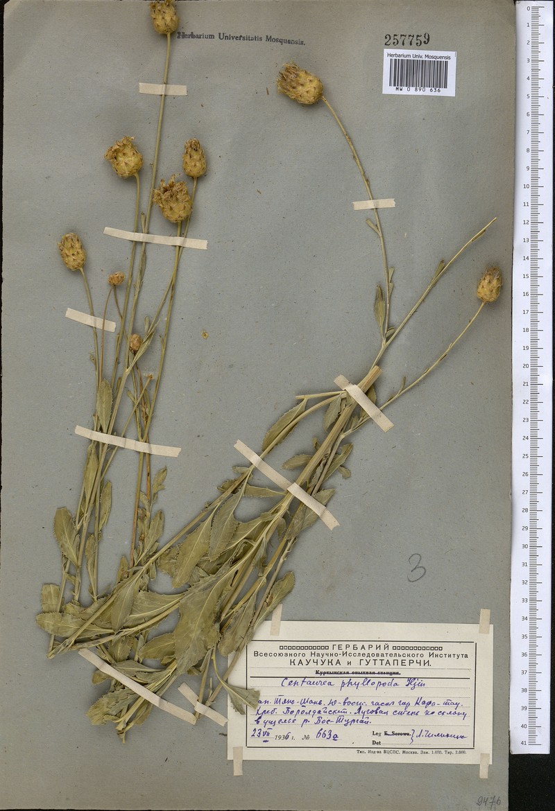 Rhaponticoides phyllopoda photo 4