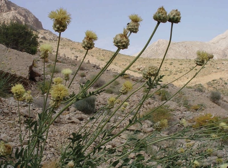 Rhaponticoides schmidii