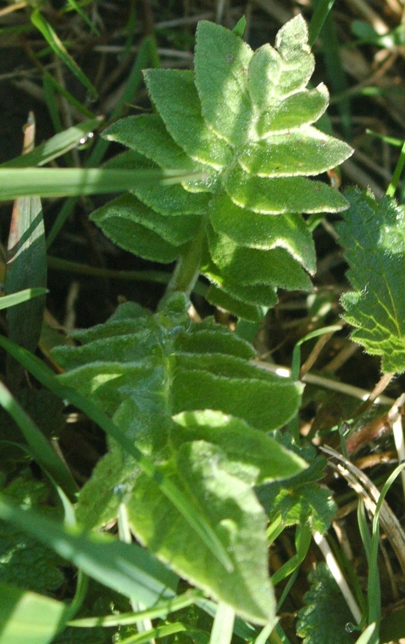 Rhaponticum carthamoides