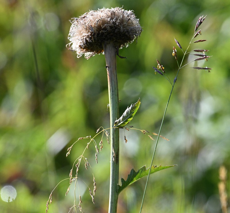 Rhaponticum carthamoides photo 4