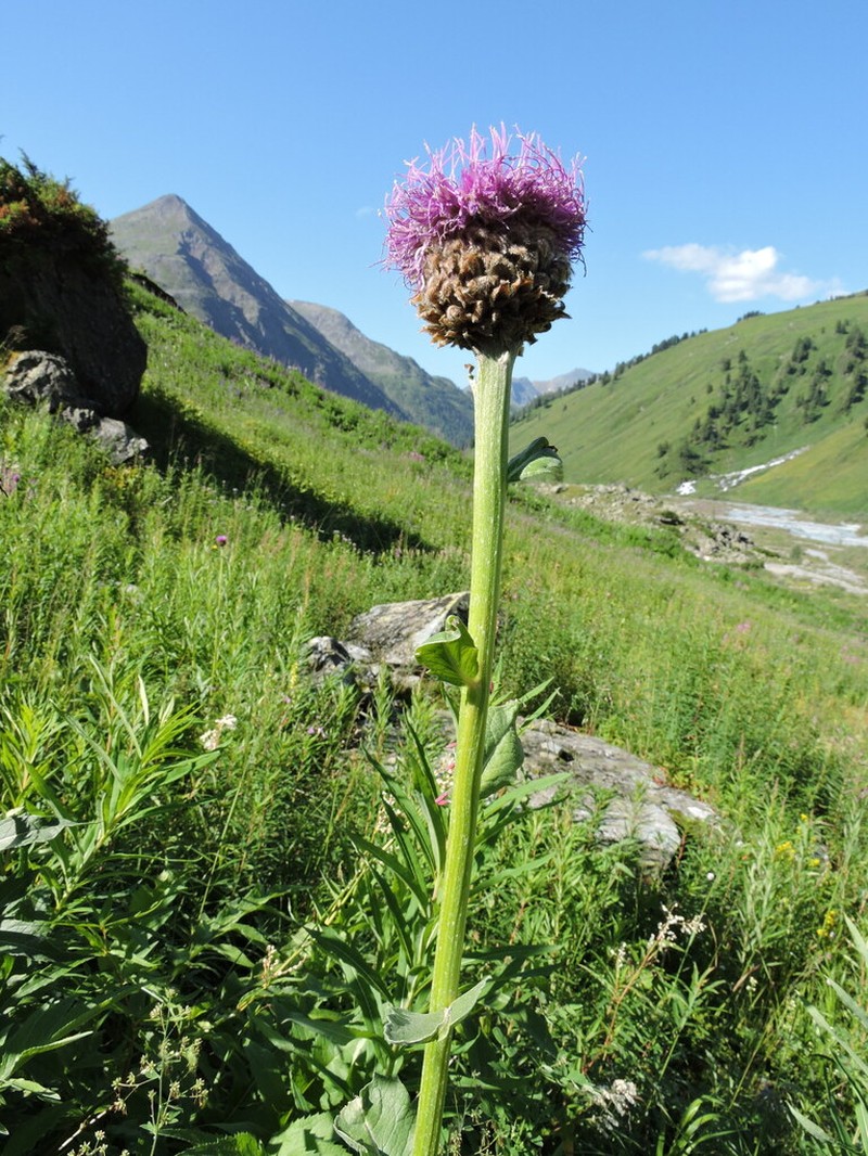 Rhaponticum carthamoides photo 6