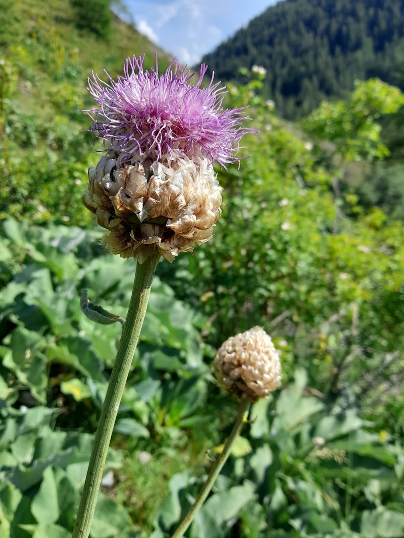 Rhaponticum heleniifolium subsp. heleniifolium