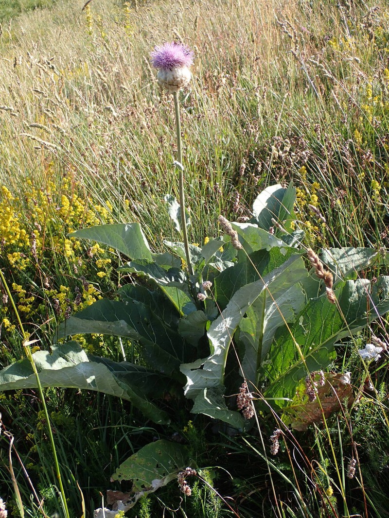 Rhaponticum heleniifolium subsp. heleniifolium photo 2