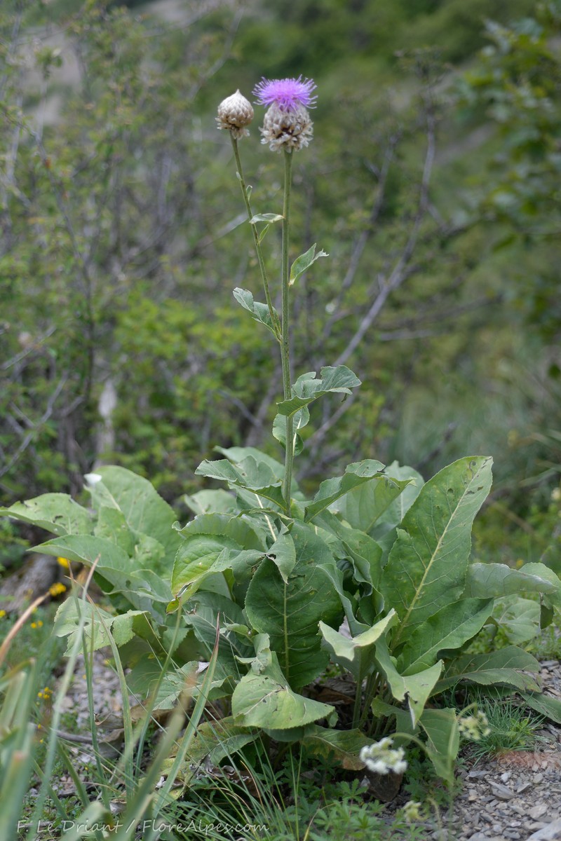 Rhaponticum heleniifolium subsp. heleniifolium photo 3