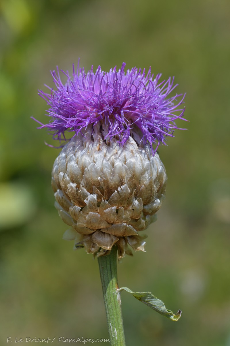 Rhaponticum heleniifolium subsp. heleniifolium photo 4