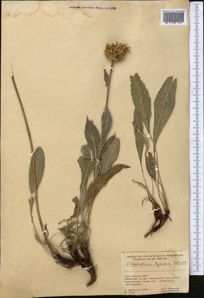 Rhaponticum lyratum photo 2