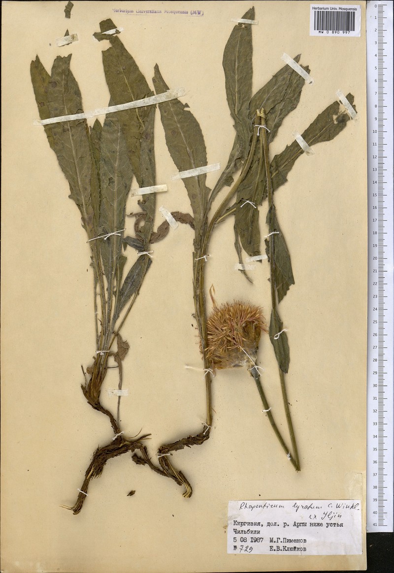 Rhaponticum lyratum photo 3