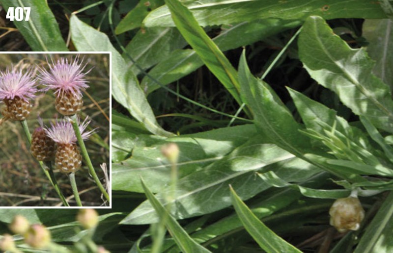 Rhaponticum lyratum
