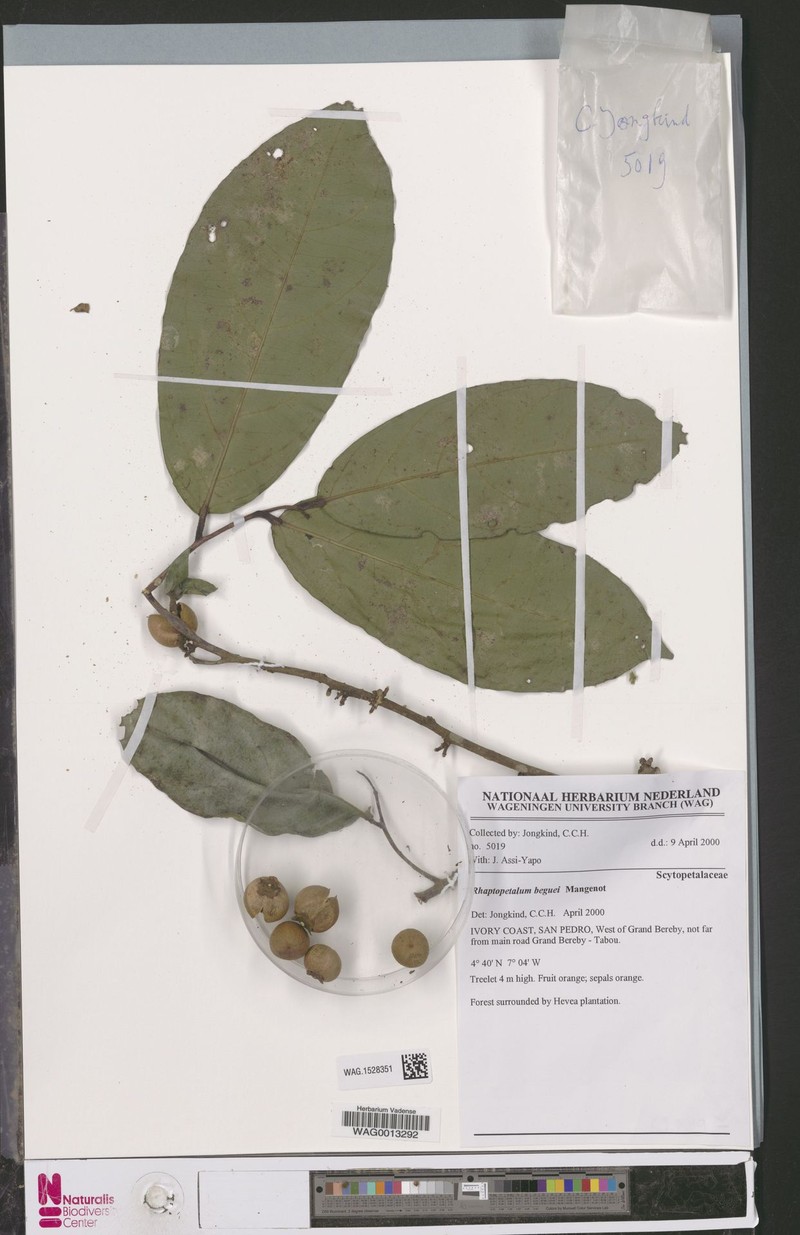 Rhaptopetalum beguei