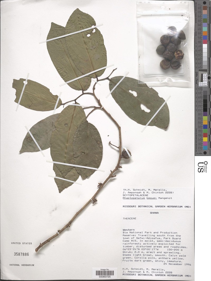 Rhaptopetalum beguei photo 2
