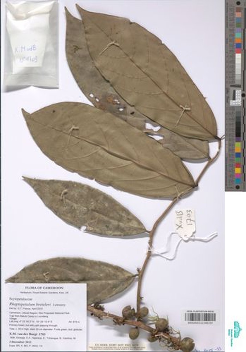 Rhaptopetalum breteleri