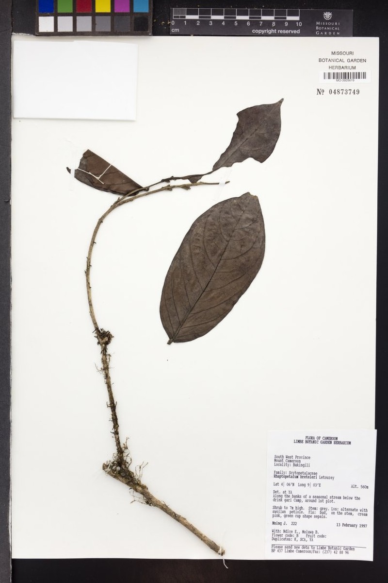 Rhaptopetalum breteleri photo 2