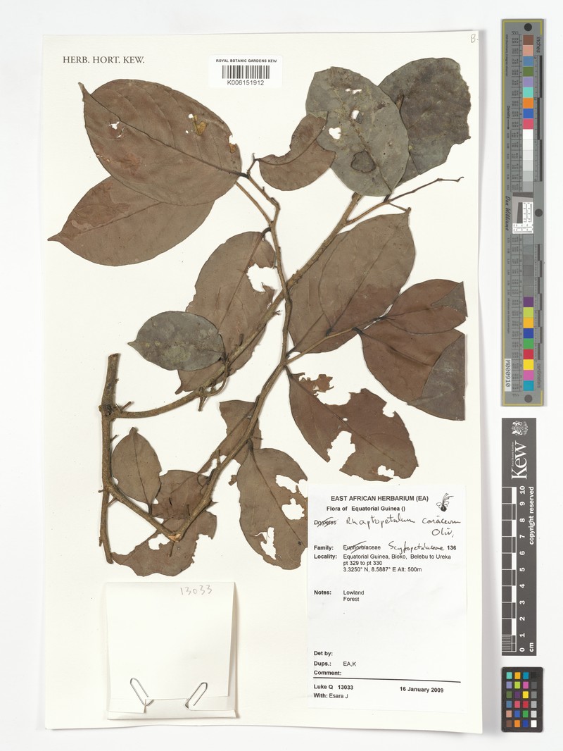 Rhaptopetalum coriaceum photo 2