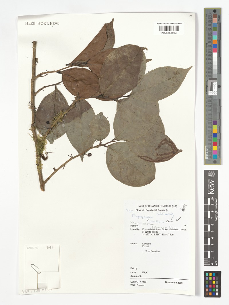 Rhaptopetalum coriaceum photo 3