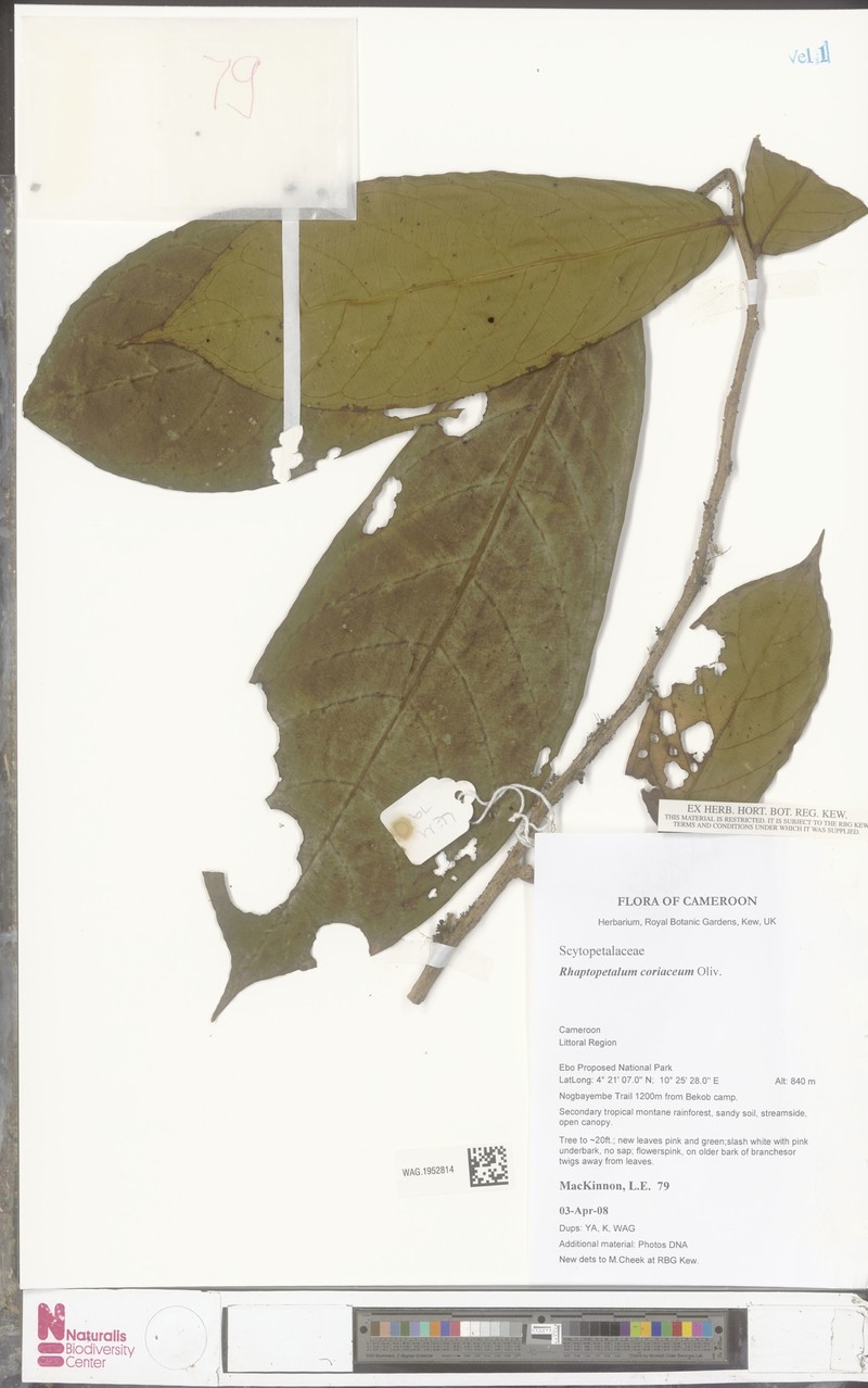 Rhaptopetalum coriaceum photo 5