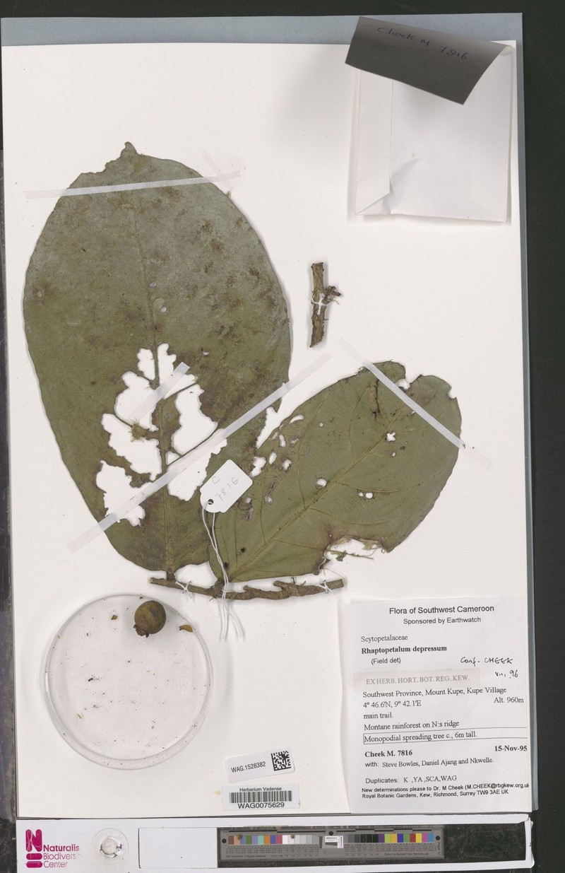 Rhaptopetalum depressum photo 4