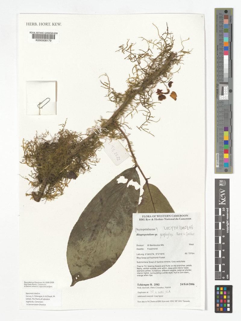 Rhaptopetalum geophylax