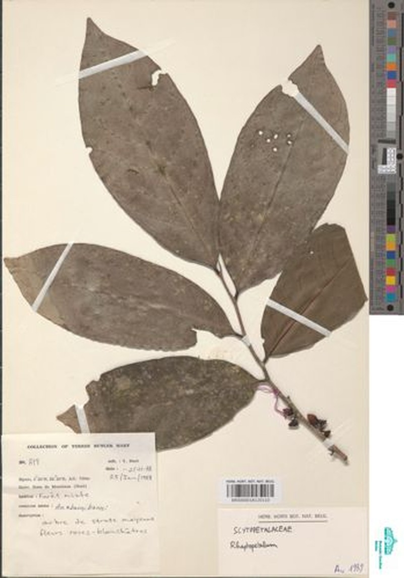 Rhaptopetalum roseum photo 3