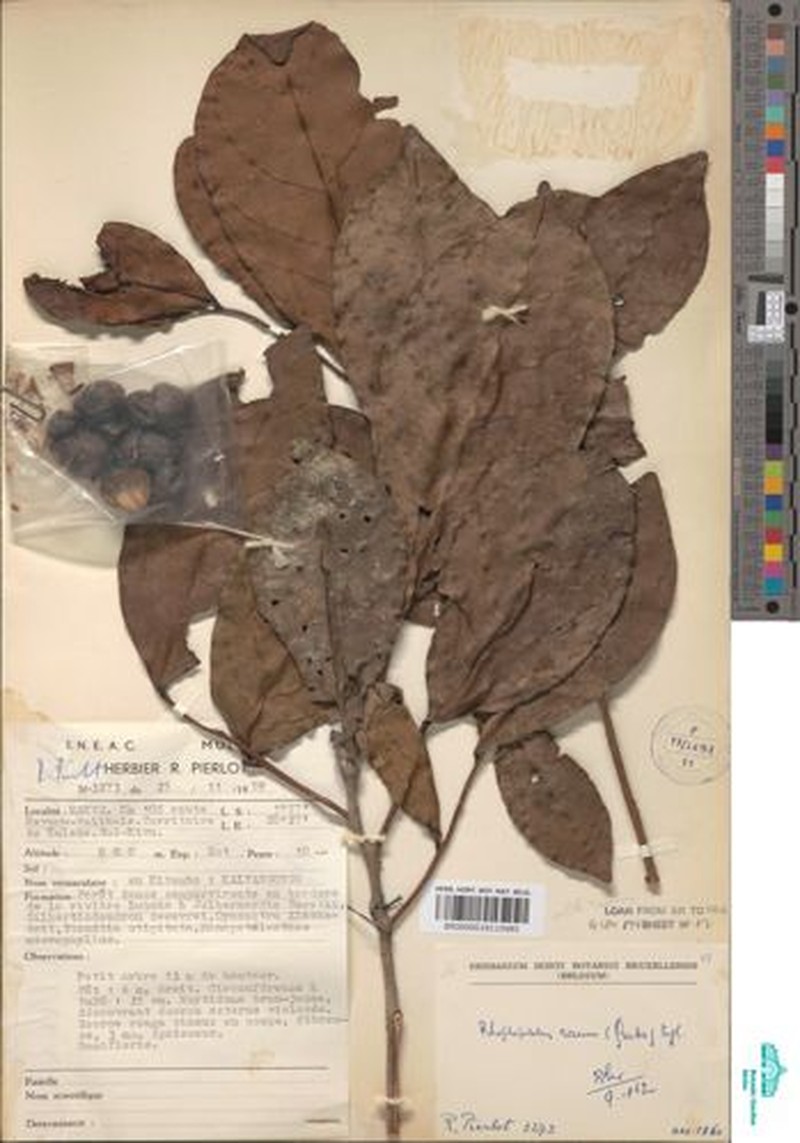 Rhaptopetalum roseum photo 4