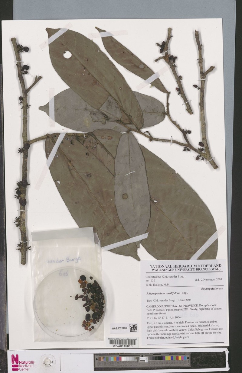 Rhaptopetalum sessilifolium photo 3