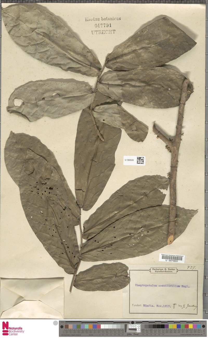 Rhaptopetalum sessilifolium photo 4