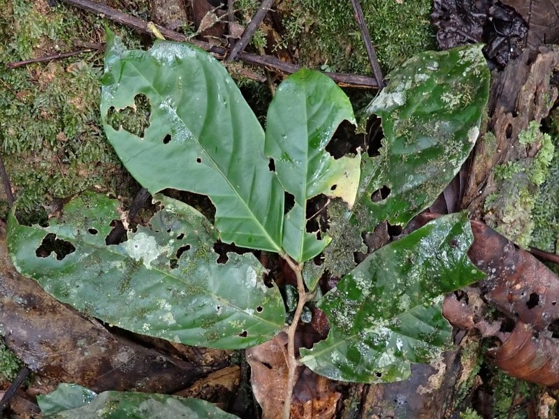 Rhaptopetalum sindarense