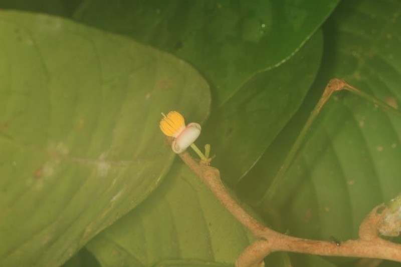 Rhaptopetalum sindarense photo 3