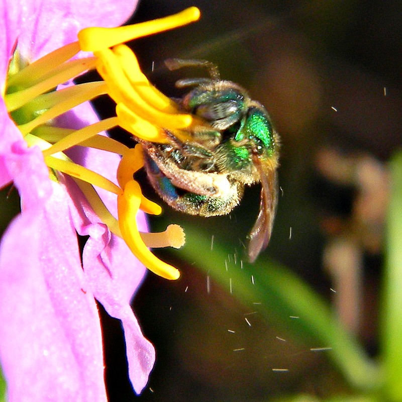 Maryland Meadowbeauty photo 4