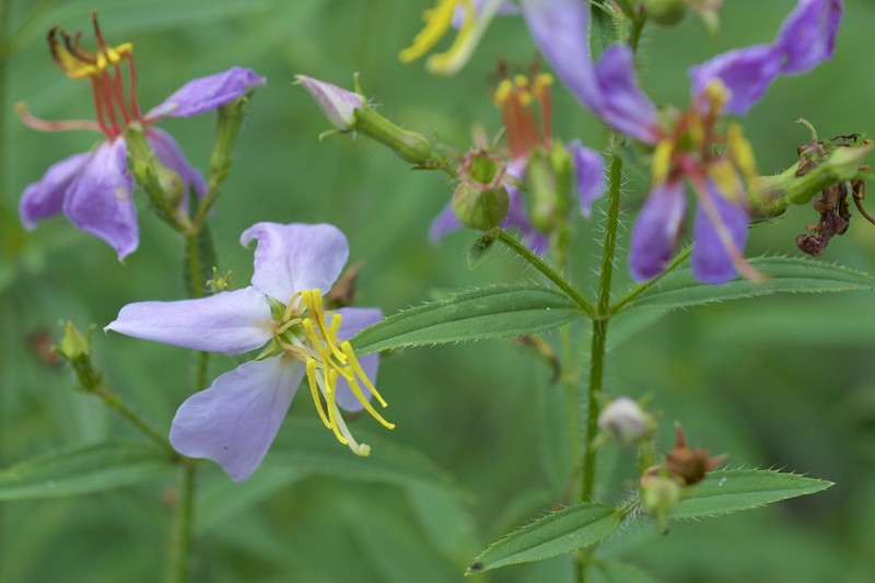Maryland Meadowbeauty