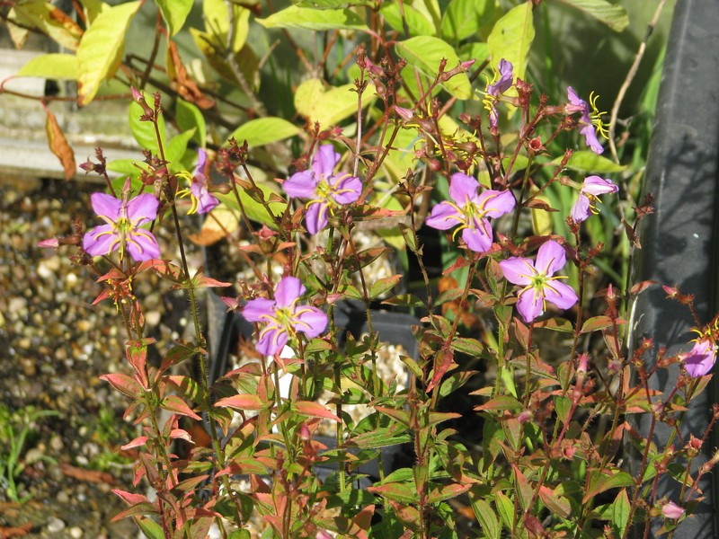 Maryland Meadowbeauty photo 2