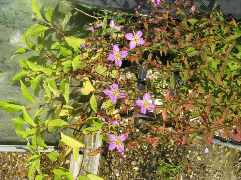 Maryland Meadowbeauty photo 3