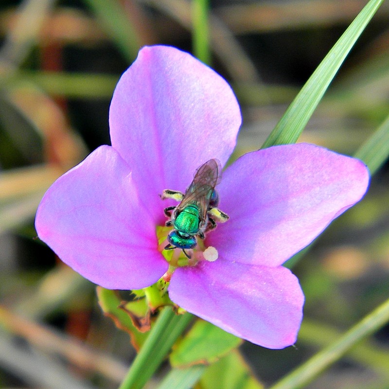 Nuttall's Meadowbeauty photo 2