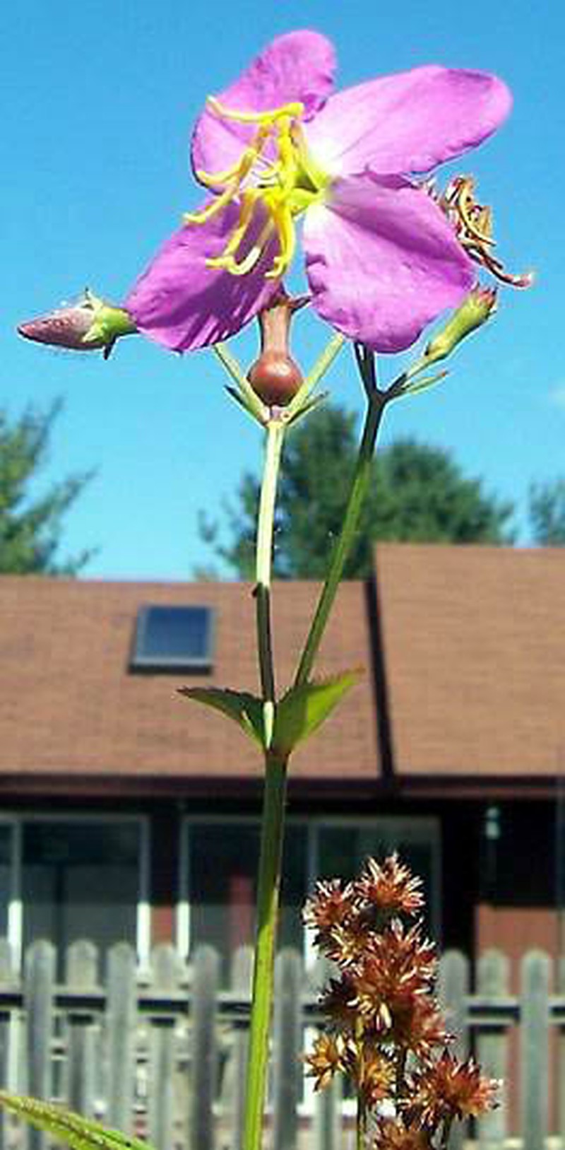 Handsome Harry photo 4