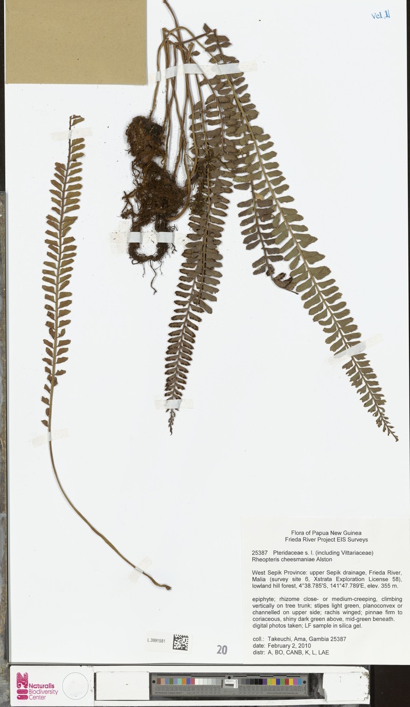 Rheopteris cheesmaniae