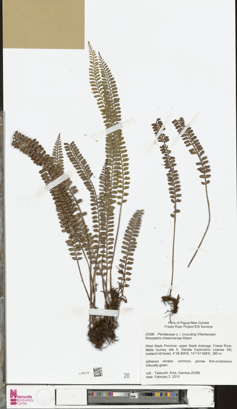 Rheopteris cheesmaniae photo 2