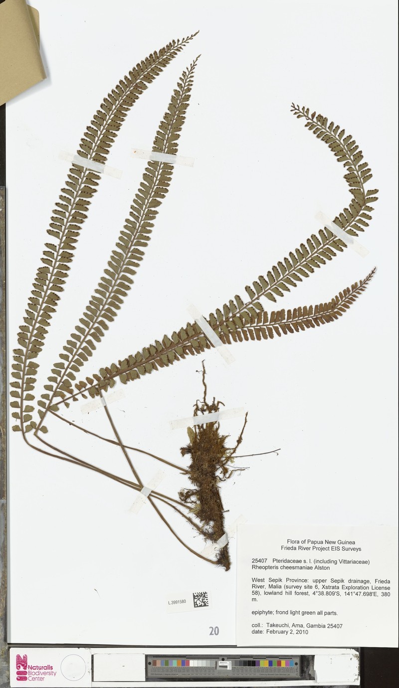 Rheopteris cheesmaniae photo 3