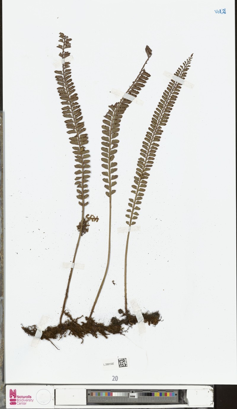Rheopteris cheesmaniae photo 4