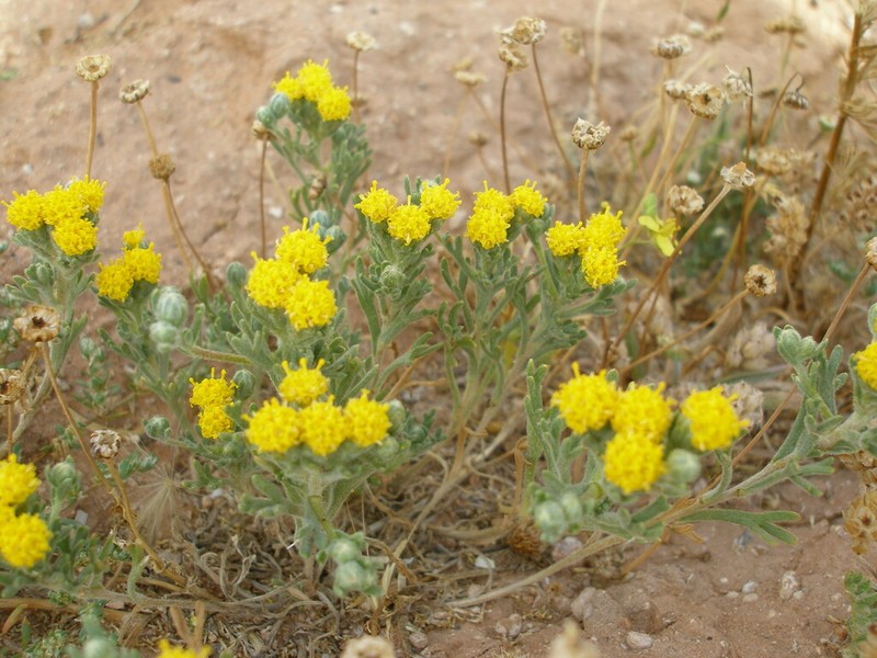 Rhetinolepis lonadioides