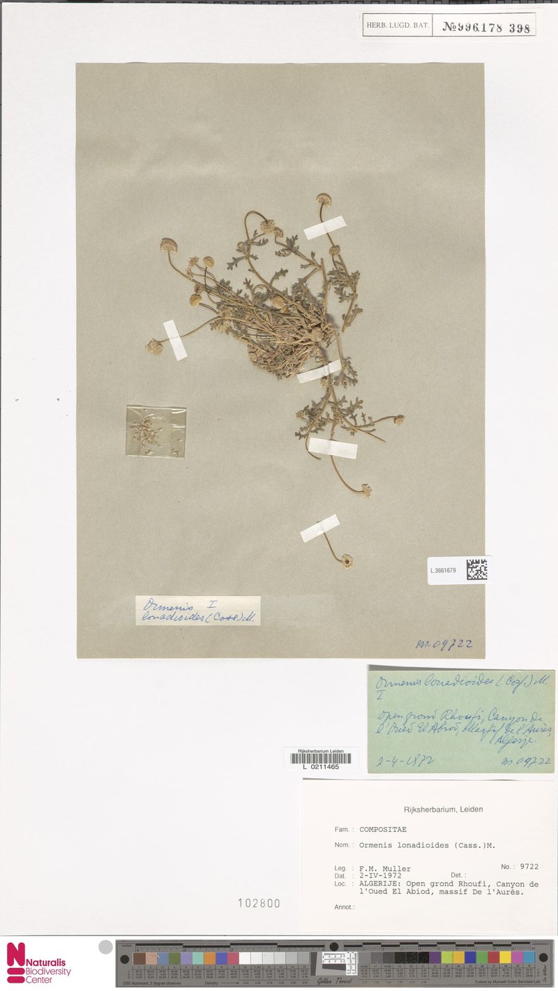 Rhetinolepis lonadioides photo 2
