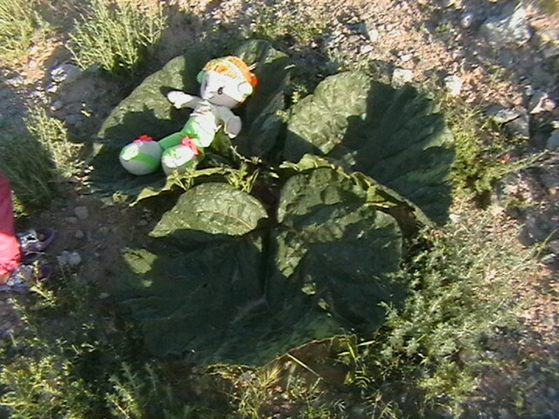 Rheum iranshahrii