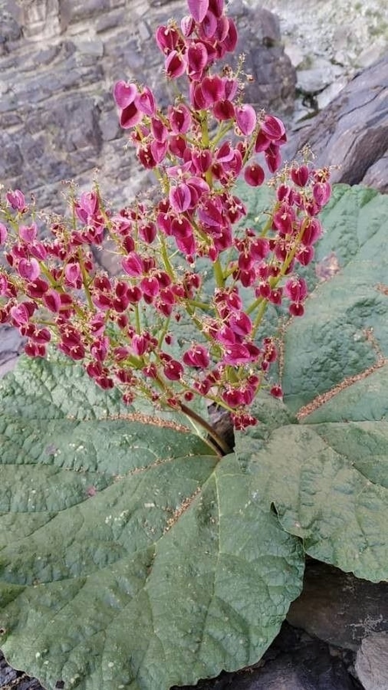 Rheum iranshahrii photo 2