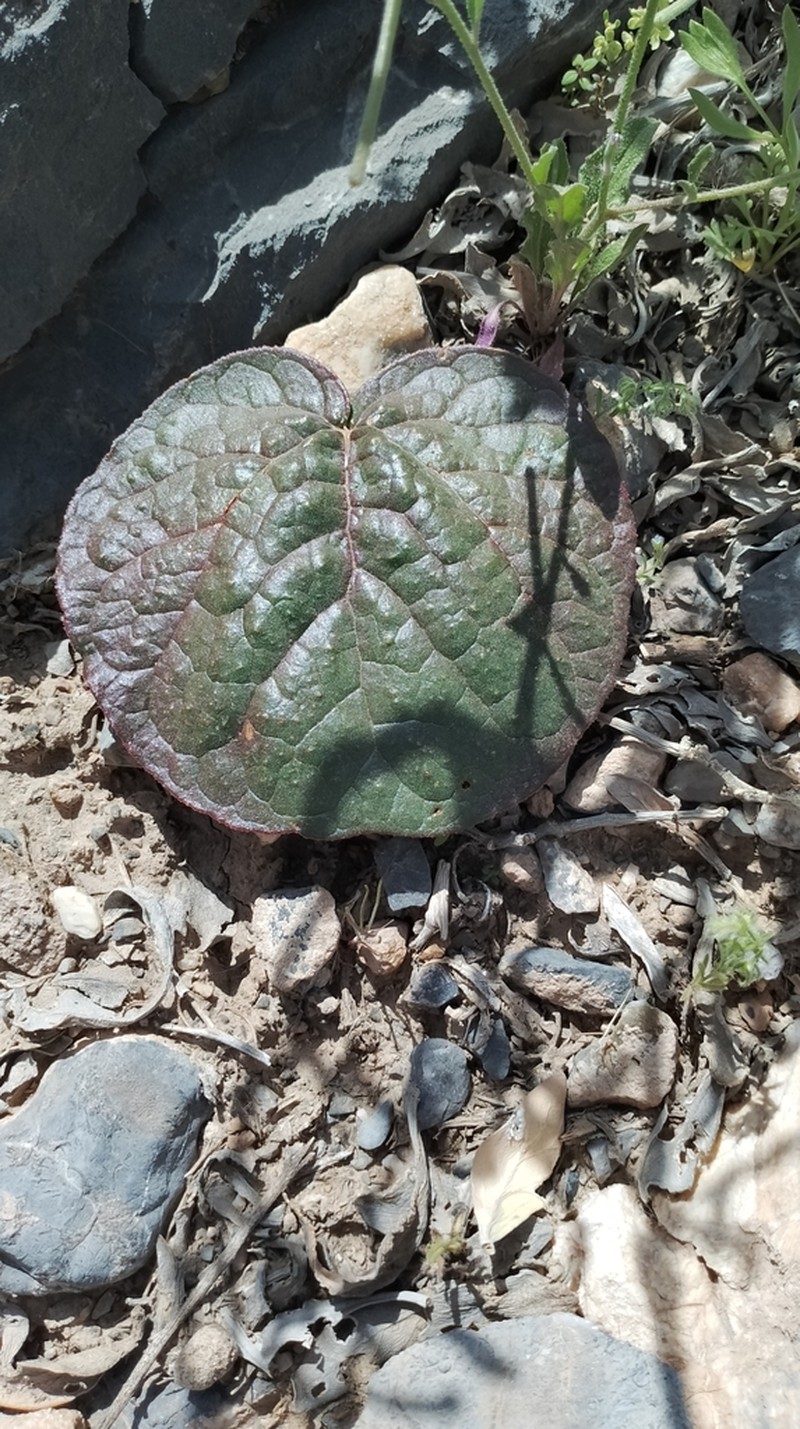 Rheum iranshahrii photo 3